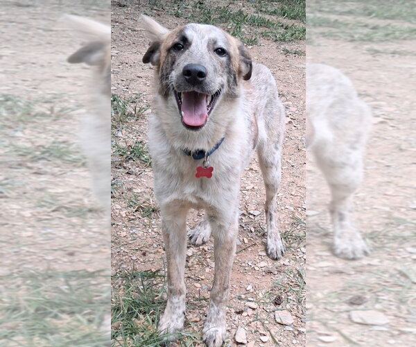 Medium Photo #3 Great Pyrenees-Unknown Mix Puppy For Sale in Boston, MA, USA