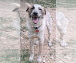 Small #2 Great Pyrenees Mix