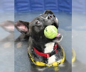 Siberian Husky-Unknown Mix Dogs for adoption in Glen Allen, VA, USA