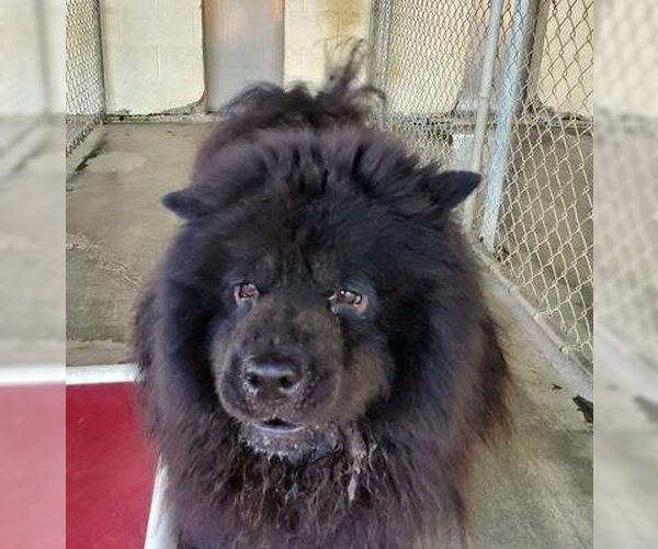 Medium Photo #1 Chow Chow Puppy For Sale in Ventura, CA, USA