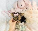 Small #8 Yorkshire Terrier
