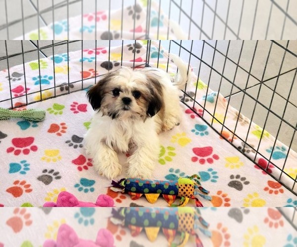 Medium Photo #12 Shih Tzu Puppy For Sale in ORO VALLEY, AZ, USA