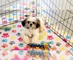 Small #11 Shih Tzu