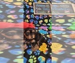 Small Photo #102 Yorkshire Terrier Puppy For Sale in AKRON, OH, USA