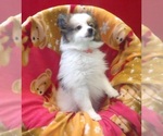 Small #1 Pomeranian