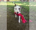 Small #4 American Pit Bull Terrier Mix