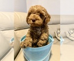 Small #4 Cock-A-Poo
