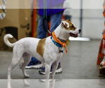 Small #3 Mutt