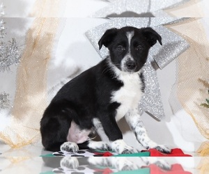 Border Collie Puppy for sale in BEL AIR, MD, USA