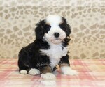 Small Miniature Bernedoodle
