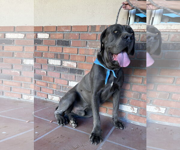 Medium Photo #7 Mutt Puppy For Sale in Goodyear, AZ, USA