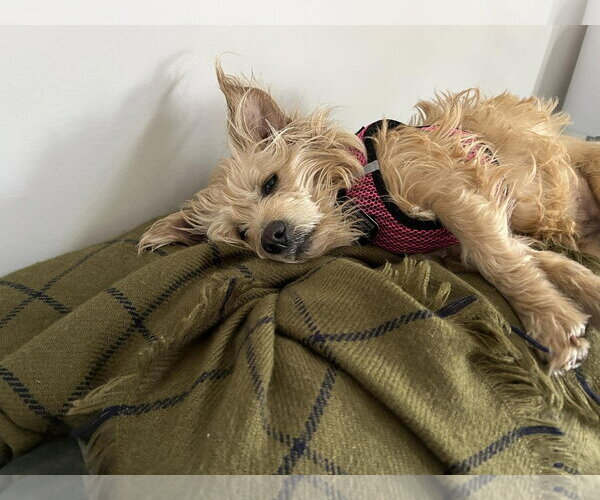 Medium Photo #3 Mutt Puppy For Sale in Shelburne, VT, USA