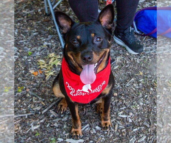 Medium Photo #11 Mutt Puppy For Sale in Canton, CT, USA