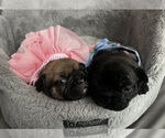 Image preview for Ad Listing. Nickname: Cutie pies