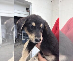 German Shepherd Dog-Unknown Mix Dogs for adoption in San Bernardino, CA, USA