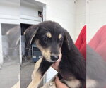 Small German Shepherd Dog Mix