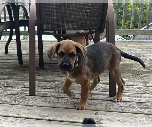 Medium Photo #2 Mutt Puppy For Sale in Duluth, MN, USA