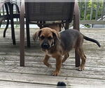 Small #1 Mutt