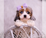 Puppy Fantastic Cavapoo (Miniature)