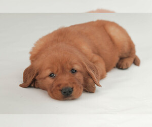 Golden Retriever Puppy for Sale in FREDONIA, Kentucky USA