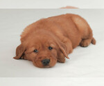 Image preview for Ad Listing. Nickname: Ginger