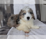 Small Photo #2 Aussiedoodle Miniature  Puppy For Sale in SHILOH, OH, USA