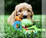 Small Photo #8 Labradoodle Puppy For Sale in BURTON, OH, USA