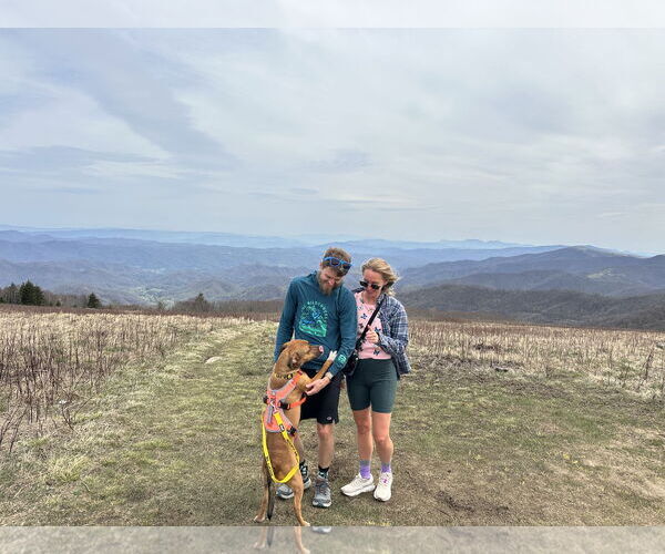 Medium Photo #6 Boxer-Unknown Mix Puppy For Sale in Holly Springs, NC, USA