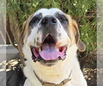 Small Saint Bernard