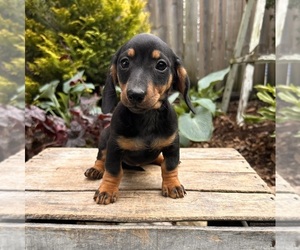 Dachshund Puppy for sale in MIDDLEBURY, IN, USA