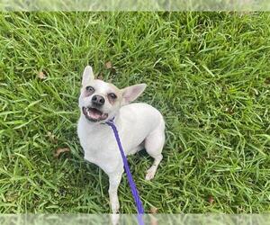 Chihuahua Dogs for adoption in Houston, TX, USA