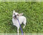 Small Chihuahua
