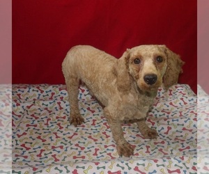 Bichpoo Puppy for sale in PATERSON, NJ, USA