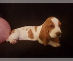 Small Photo #9 Basset Hound Puppy For Sale in CLAREMORE, OK, USA