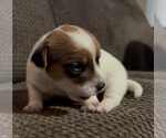 Small #1 Jack Russell Terrier