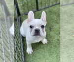 Small Photo #22 French Bulldog Puppy For Sale in BIRMINGHAM, AL, USA
