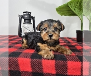 Yorkshire Terrier Puppy for sale in FRANKLIN, IN, USA