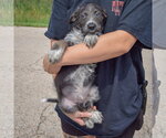 Small #2 Mutt