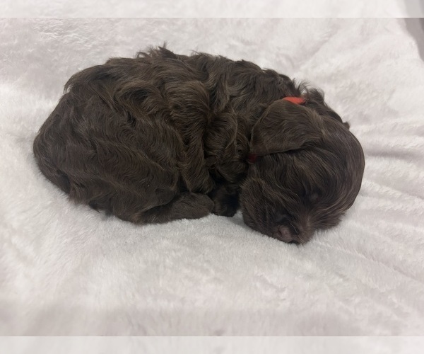 Medium Photo #2 Cockapoo (Miniature) Puppy For Sale in BLUE MOUNTAIN, MS, USA