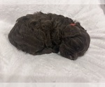 Small #1 Cockapoo (Miniature)