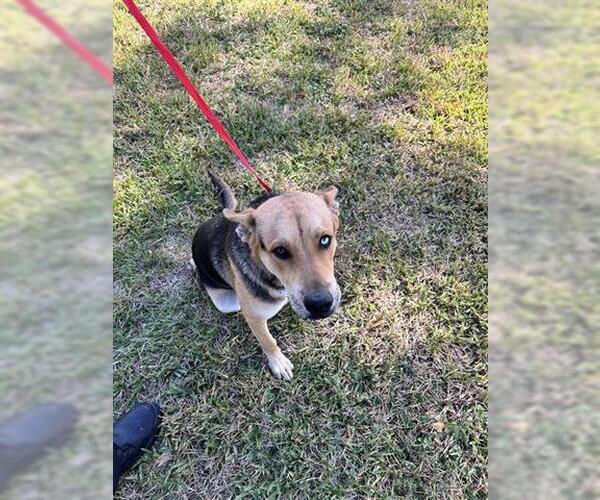 Medium Photo #1 German Shepherd Dog Puppy For Sale in Houston, TX, USA