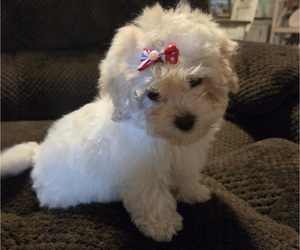 Maltipoo Puppy for sale in LELAND, NC, USA