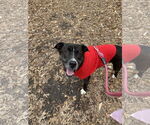 Small #4 Plott Hound Mix