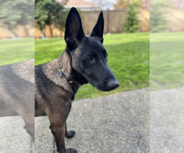 Medium Photo #7 Mutt Puppy For Sale in Seattle, WA, USA