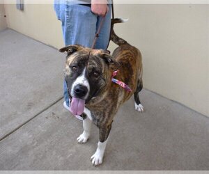 American Staffordshire Terrier-Unknown Mix Dogs for adoption in McKinney, TX, USA