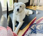 Small Photo #5 Great Pyrenees-Unknown Mix Puppy For Sale in Princeton, MN, USA