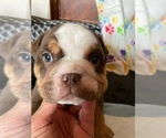 Small Photo #7 English Bulldog Puppy For Sale in LOS GATOS, CA, USA