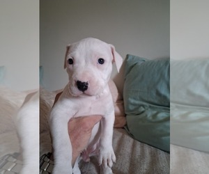 American Pit Bull Terrier Puppy for sale in BAKERSFIELD, CA, USA