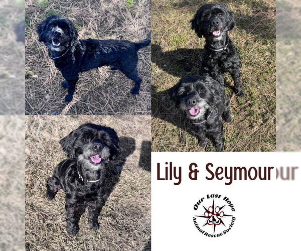 Medium Photo #1 Cock-A-Poo-Unknown Mix Puppy For Sale in Princeton, British Columbia, Canada