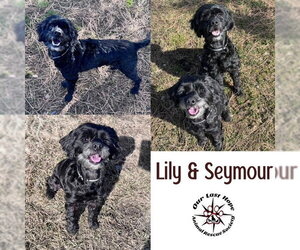 Cock-A-Poo-Unknown Mix Dogs for adoption in Princeton, British Columbia, Canada